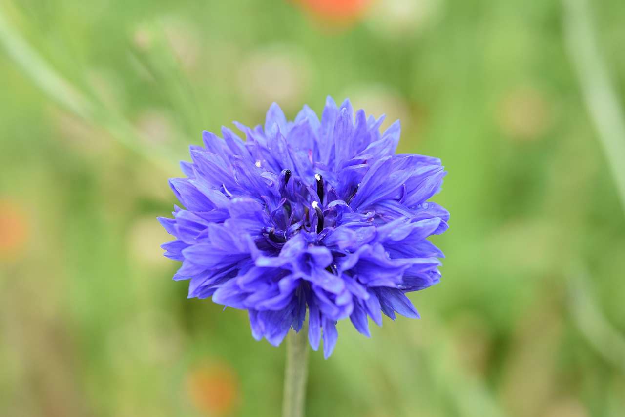 Mr Freeze Strawberry Kiwi Ice Freebase 30ml