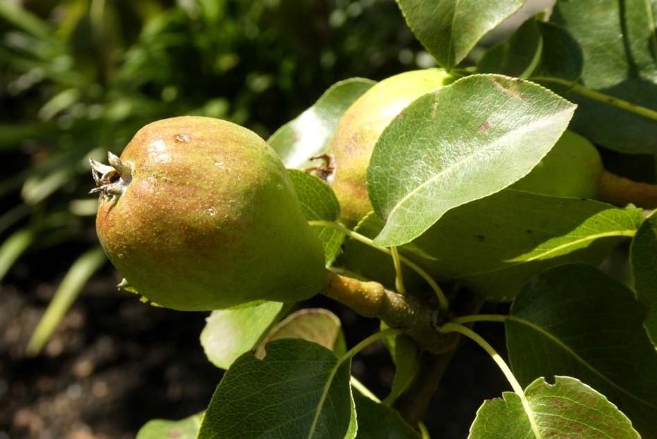Pod Descartável Pyne Pod 8500 Puffs – Cantaloupe Apple